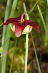 Parrot pitcherplant